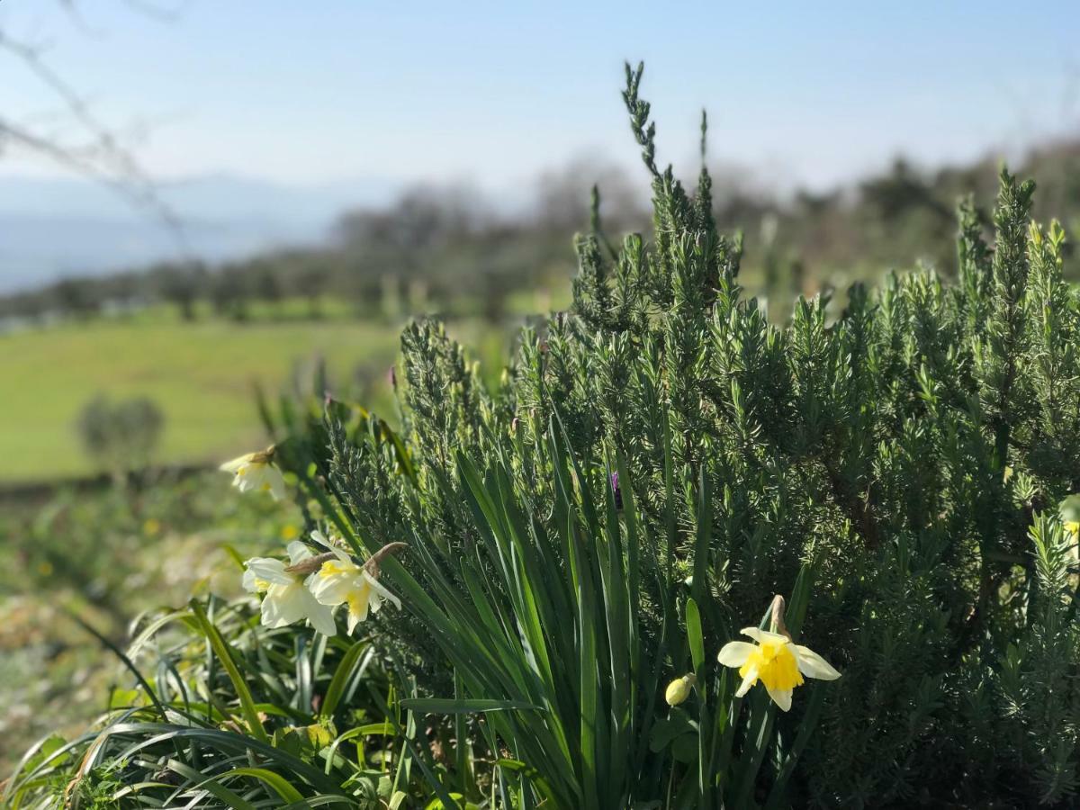 Agriturismo Casallario Volterra Kültér fotó